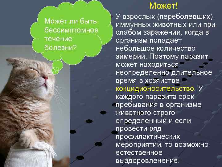 Может! Может ли быть бессимптомное течение болезни? У взрослых (переболевших) иммунных животных или при