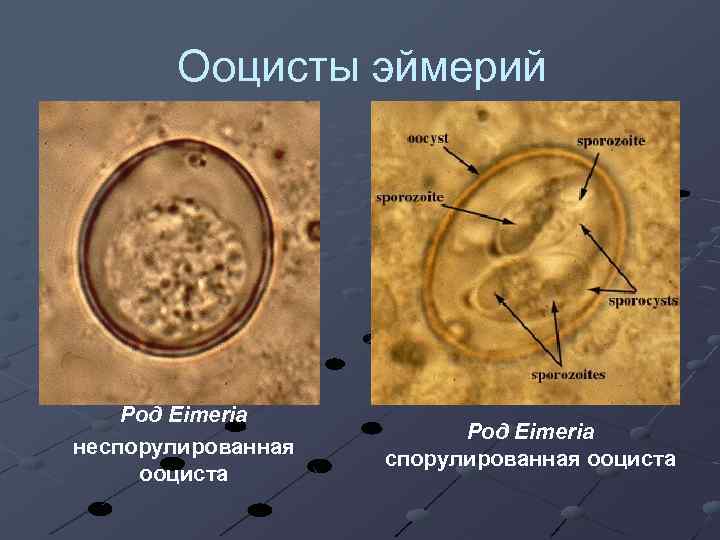 Ооцисты эймерий Род Eimeria неспорулированная ооциста Род Eimeria спорулированная ооциста 