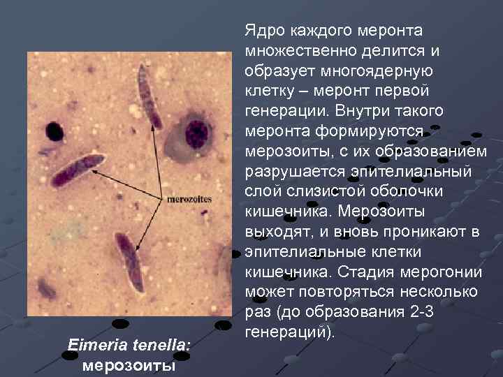 Eimeria tenella: мерозоиты Ядро каждого меронта множественно делится и образует многоядерную клетку – меронт