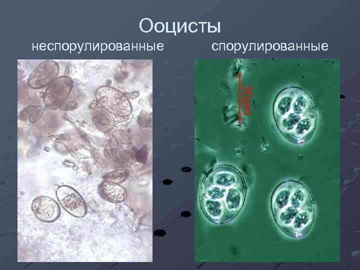 Ооцисты неспорулированные 