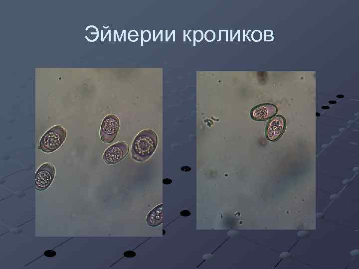 Эймерии кроликов 