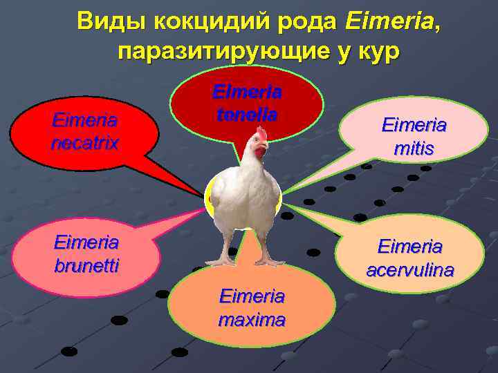 Виды кокцидий рода Eimeria, паразитирующие у кур Eimeria necatrix Eimeria tenella Eimeria mitis Gallus