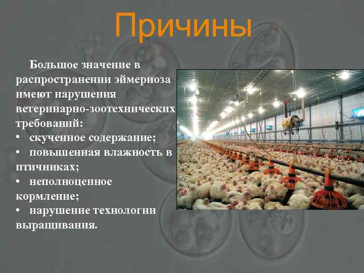 Причины Большое значение в распространении эймериоза имеют нарушения ветеринарно-зоотехнических требований: • скученное содержание; •