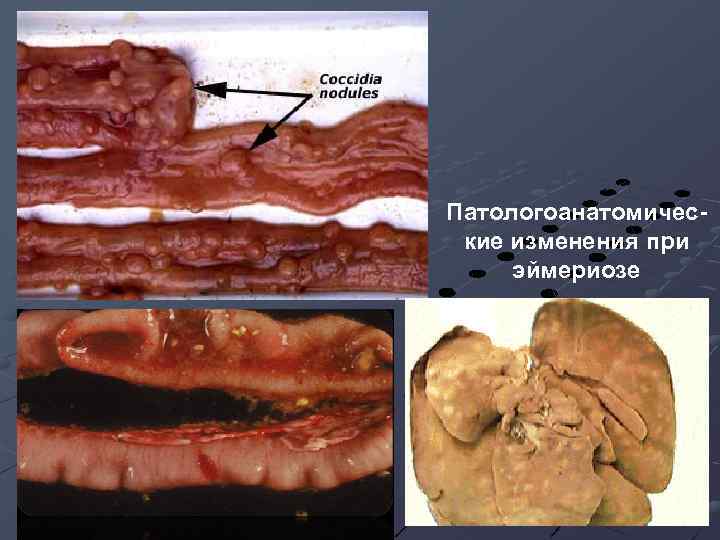 Патологоанатомические изменения при эймериозе 