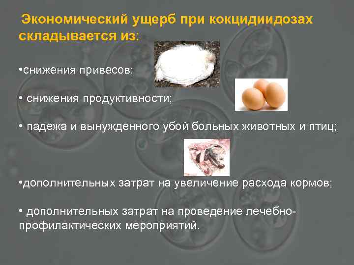 Экономический ущерб при кокцидиидозах складывается из: • снижения привесов; • снижения продуктивности; • падежа