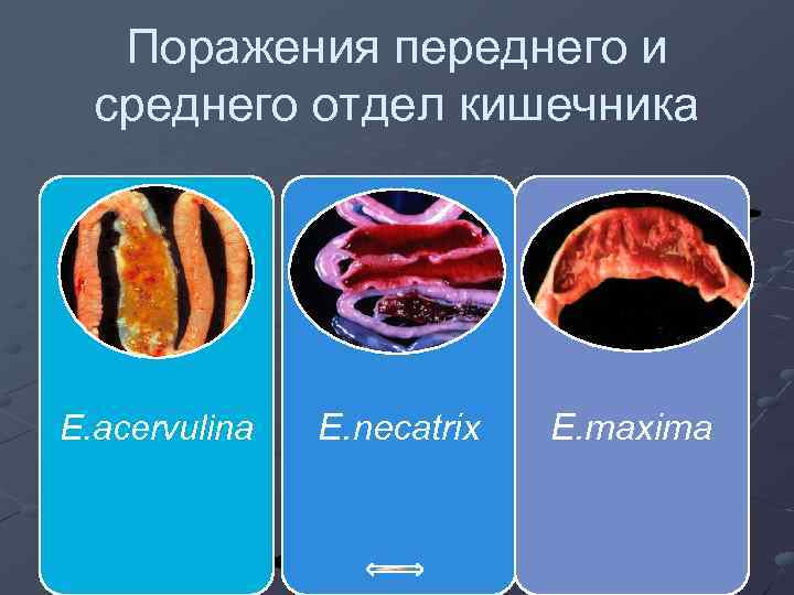 Поражения переднего и среднего отдел кишечника E. acervulina E. necatrix E. maxima 