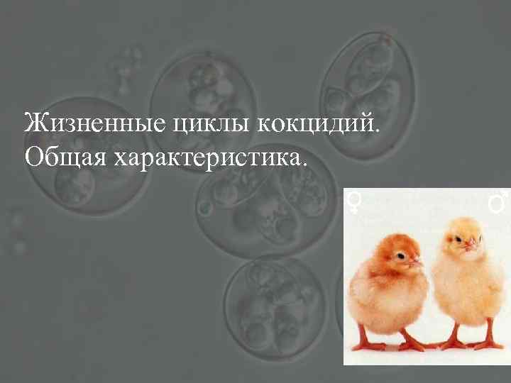 Жизненные циклы кокцидий. Общая характеристика. 