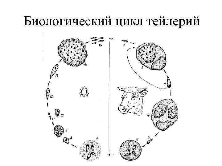 Биологический цикл тейлерий 