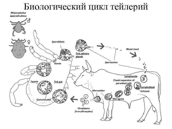 Биологический цикл тейлерий 