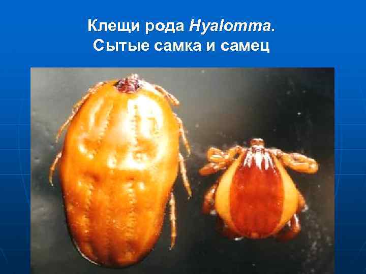 Клещи рода Hyalomma. Сытые самка и самец 