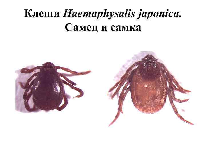 Клещи Haemaphysalis japonica. Самец и самка 