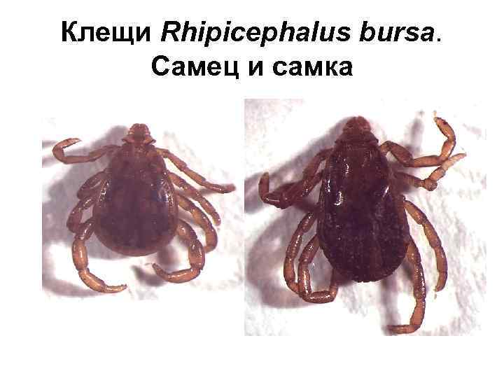 Клещи Rhipicephalus bursa. Самец и самка 