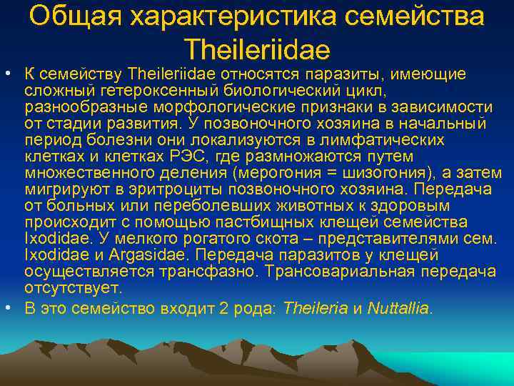 Общая характеристика семейства Theileriidae • К семейству Theileriidae относятся паразиты, имеющие сложный гетероксенный биологический