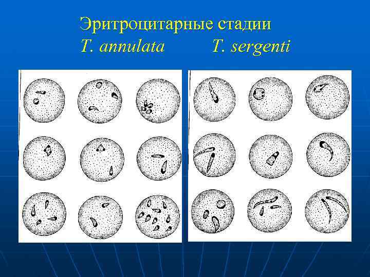 Эритроцитарные стадии T. annulata T. sergenti 