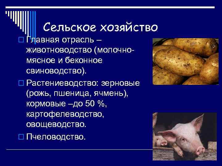 Сельское хозяйство o Главная отрасль – животноводство (молочномясное и беконное свиноводство). o Растениеводство: зерновые
