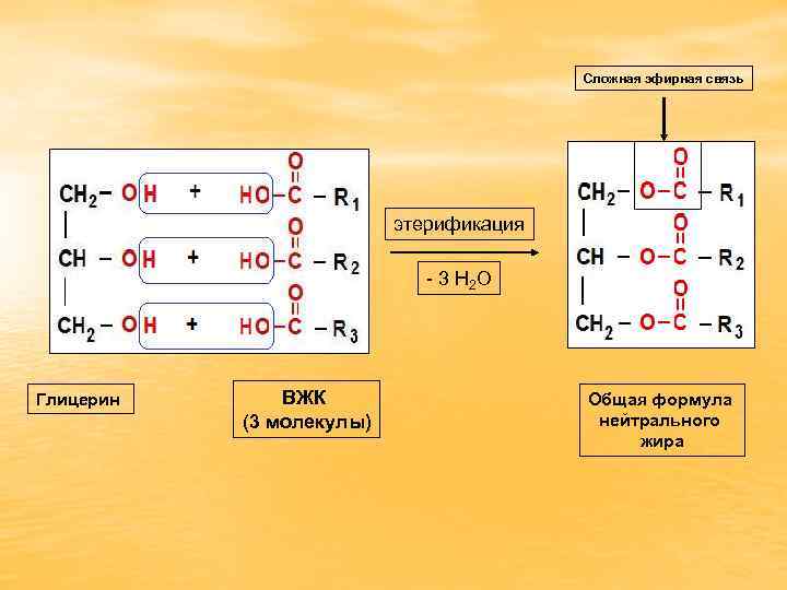 Сложная эфирная связь этерификация - 3 Н 2 О Глицерин ВЖК (3 молекулы) Общая