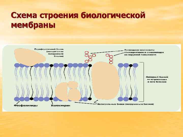 Схема строения биологической мембраны 
