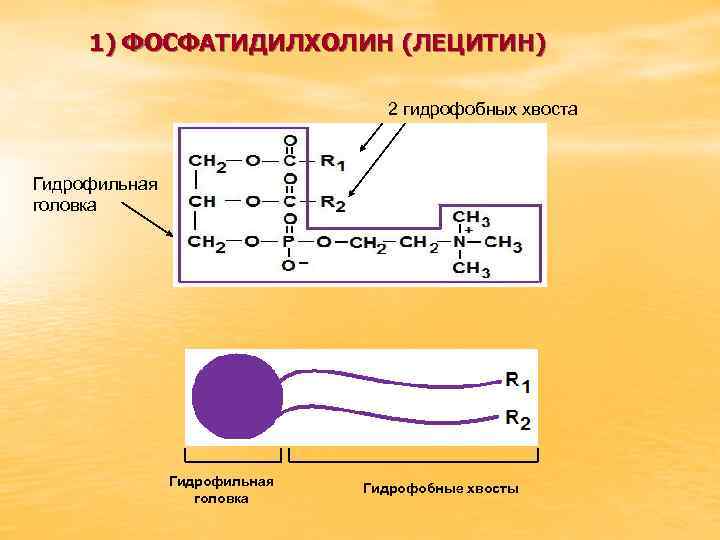 1) ФОСФАТИДИЛХОЛИН (ЛЕЦИТИН) 2 гидрофобных хвоста Гидрофильная головка Гидрофобные хвосты 