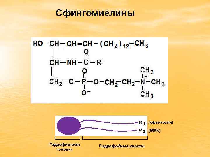 Сфингомиелины (сфингозин) (ВЖК) Гидрофильная головка Гидрофобные хвосты 