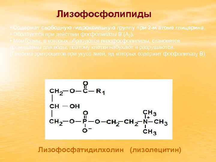 Лизофосфолипиды • Содержат свободную гидроксильную группу при 2 -м атоме глицерина. • Образуются при