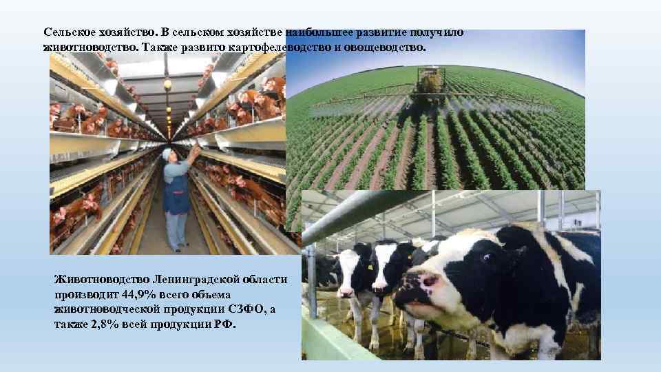 Сельское хозяйство. В сельском хозяйстве наибольшее развитие получило животноводство. Также развито картофелеводство и овощеводство.