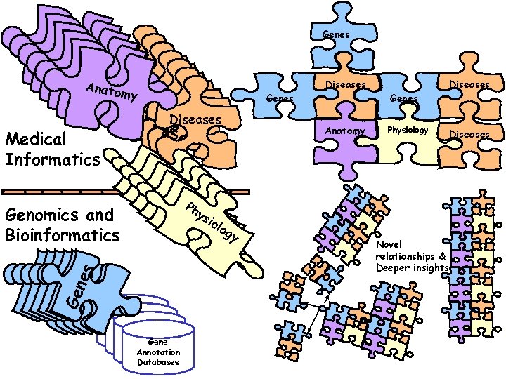 Genes Anato An m y Aatom n y Aatom Diseas n n tom y