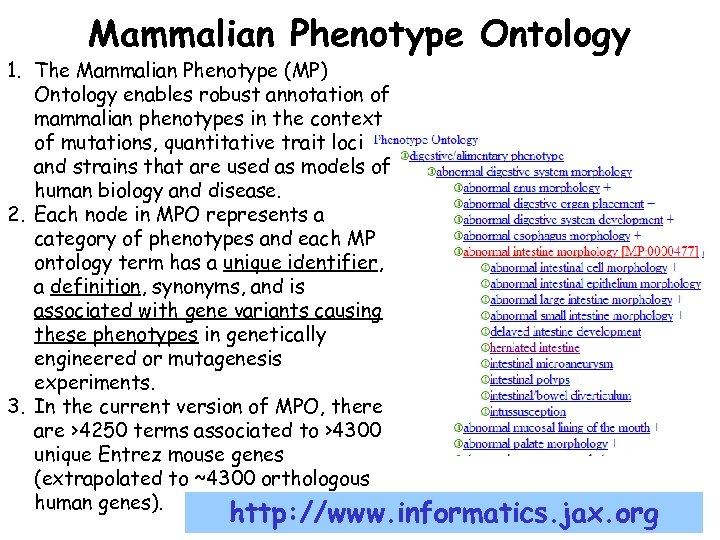 Mammalian Phenotype Ontology 1. The Mammalian Phenotype (MP) Ontology enables robust annotation of mammalian