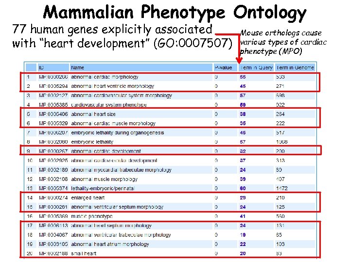 Mammalian Phenotype Ontology 77 human genes explicitly associated with “heart development” (GO: 0007507) Mouse