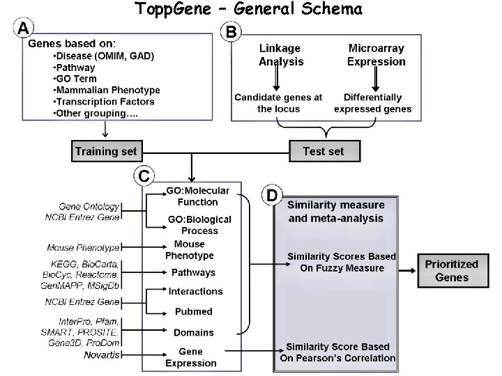 Topp. Gene – General Schema 