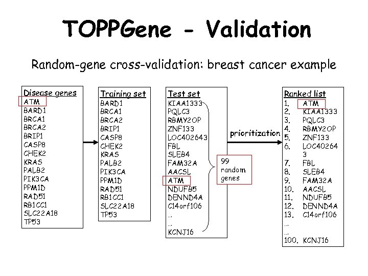 TOPPGene - Validation Random-gene cross-validation: breast cancer example Disease genes ATM BARD 1 BRCA