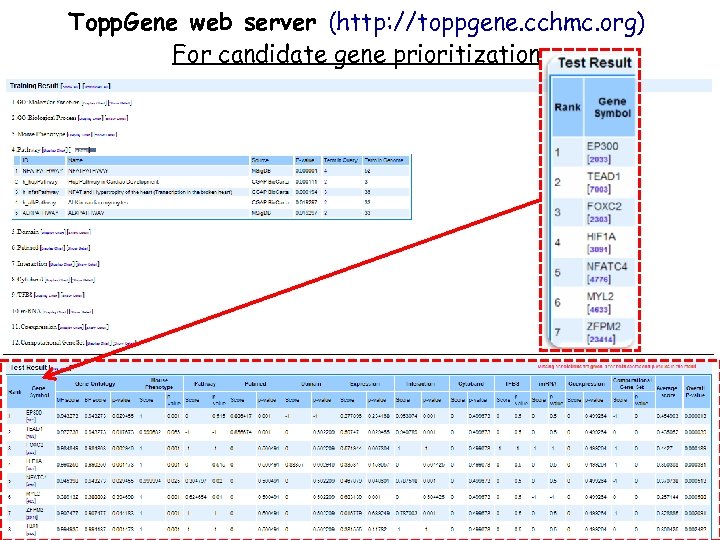 Topp. Gene web server (http: //toppgene. cchmc. org) For candidate gene prioritization 