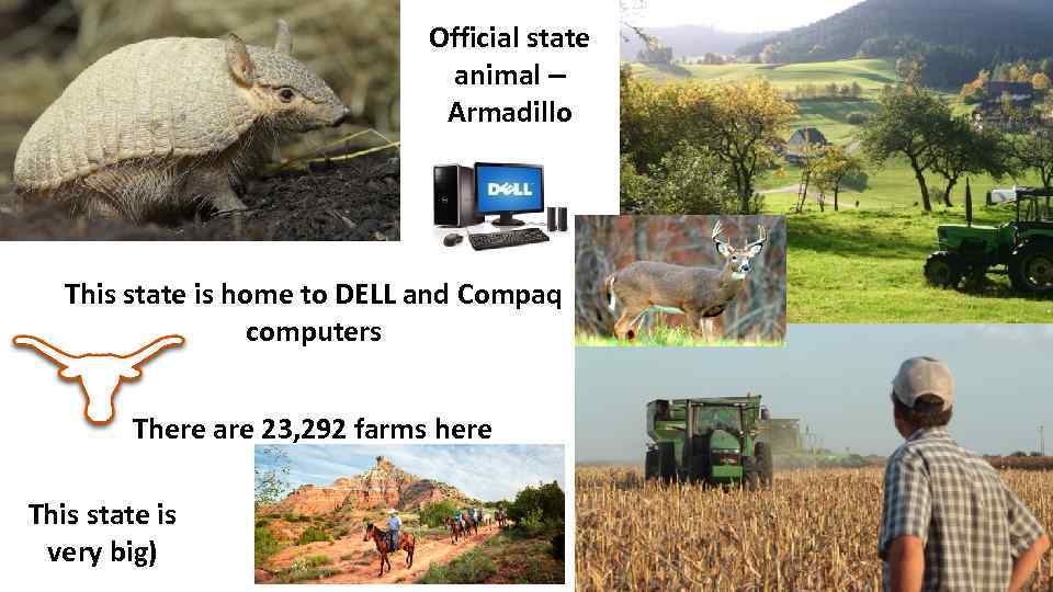 Official state animal – Armadillo This state is home to DELL and Compaq computers