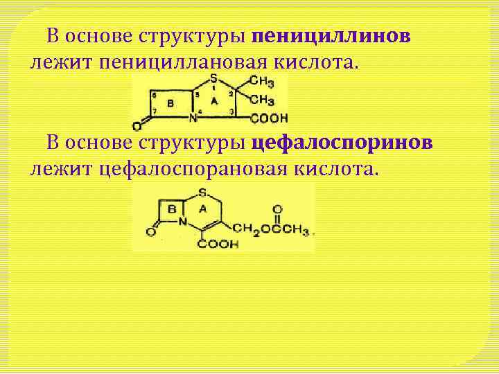 Строение основа