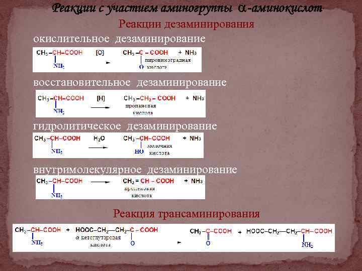 Реакции с участием аминогруппы -аминокислот Реакции дезаминирования окислительное дезаминирование восстановительное дезаминирование гидролитическое дезаминирование внутримолекулярное