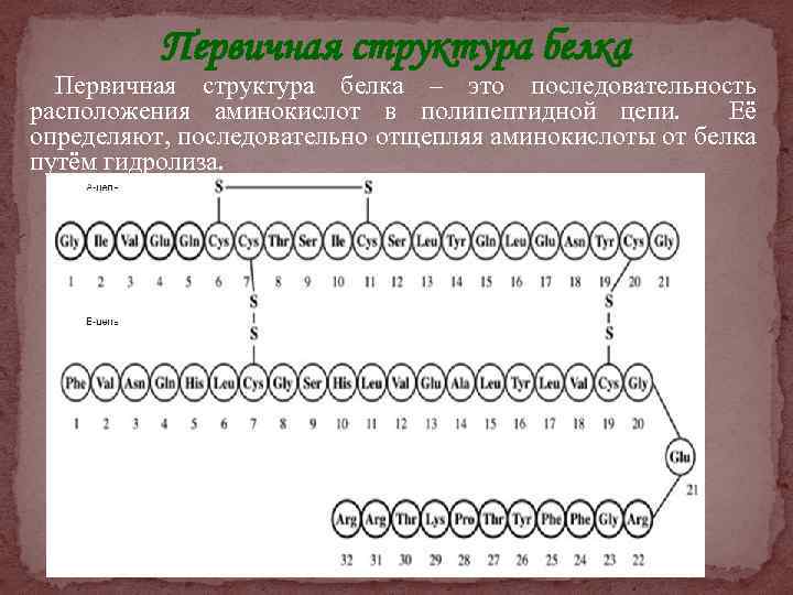 Первичная структура белка – это последовательность расположения аминокислот в полипептидной цепи. Её определяют, последовательно