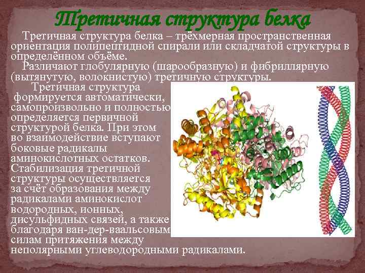 Третичная структура белка – трёхмерная пространственная ориентация полипептидной спирали или складчатой структуры в определённом