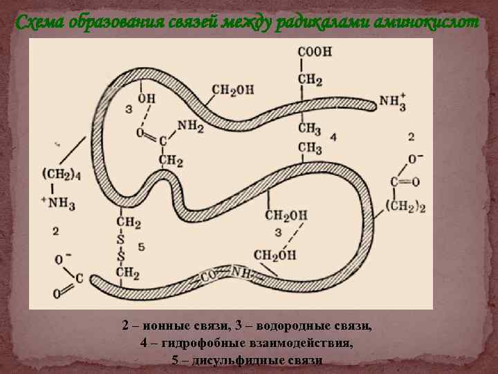 Схема образования связей между радикалами аминокислот 2 – ионные связи, 3 – водородные связи,