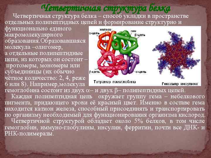 Четвертичная структура белка – способ укладки в пространстве отдельных полипептидных цепей и формирование структурно