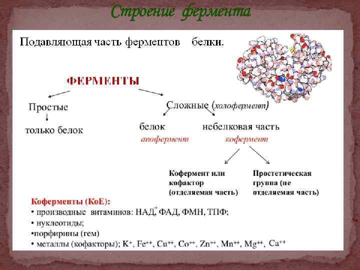 Строение фермента 