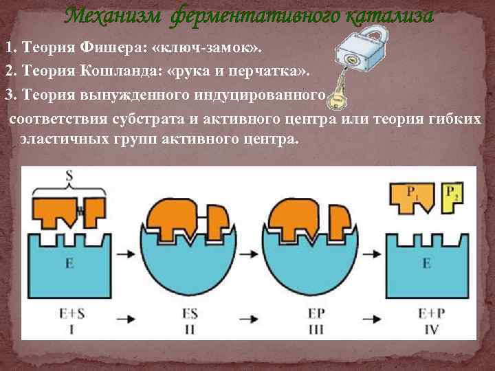 Механизм ферментативного катализа 1. Теория Фишера: «ключ-замок» . 2. Теория Кошланда: «рука и перчатка»
