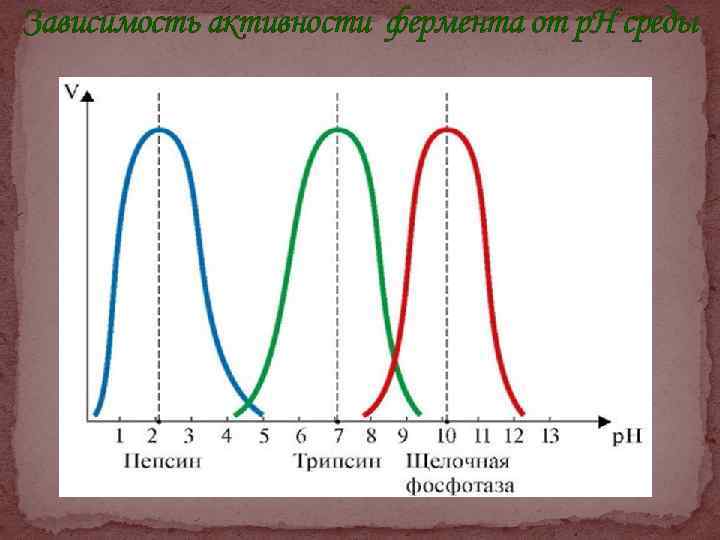 Зависимость активности фермента от р. Н среды 