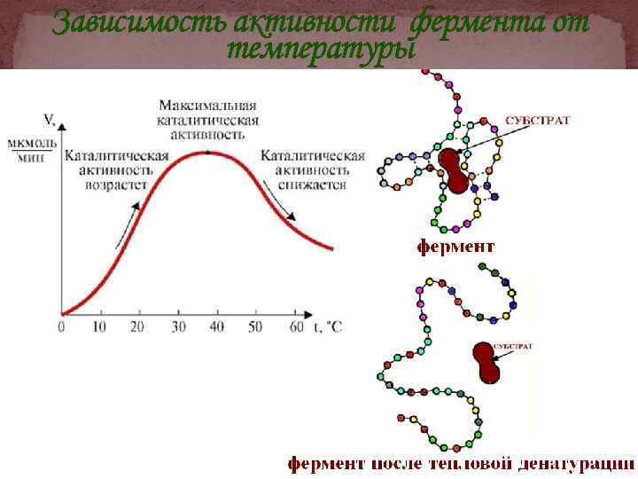 Зависимость активности фермента от температуры 
