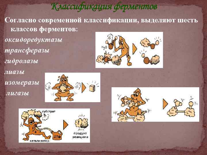 Классификация ферментов Согласно современной классификации, выделяют шесть классов ферментов: оксидоредуктазы трансферазы гидролазы лиазы изомеразы