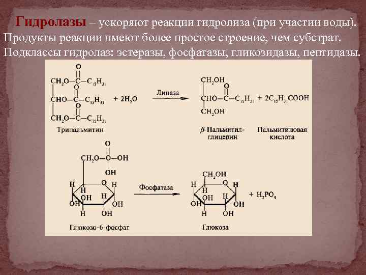 Гидролазы – ускоряют реакции гидролиза (при участии воды). Продукты реакции имеют более простое строение,