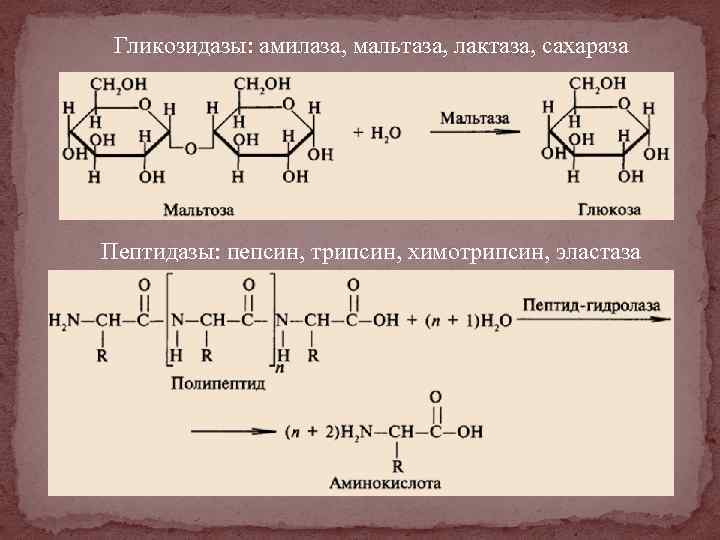Гликозидазы: амилаза, мальтаза, лактаза, сахараза Пептидазы: пепсин, трипсин, химотрипсин, эластаза 