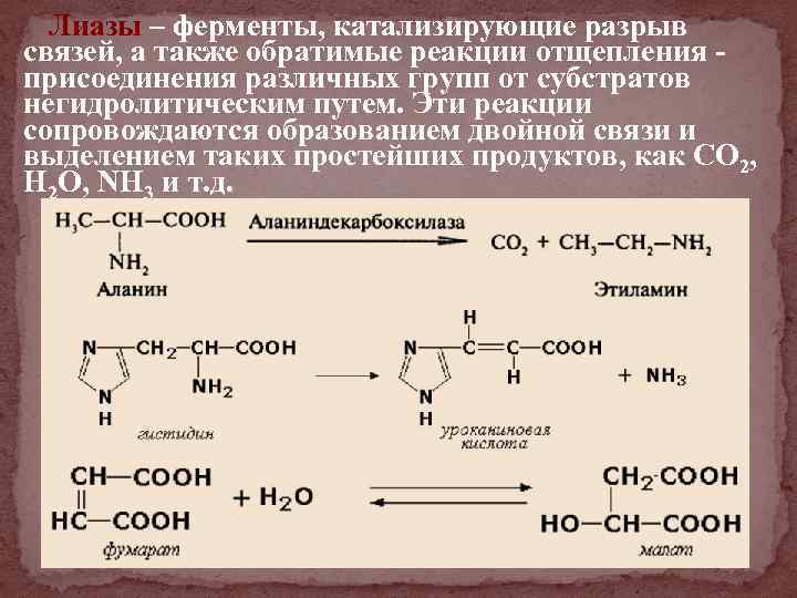 Лиазы – ферменты, катализирующие разрыв связей, а также обратимые реакции отщепления - присоединения различных