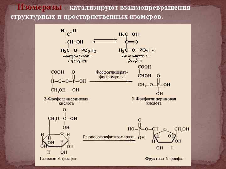Изомеразы – катализируют взаимопревращения структурных и простарнственных изомеров. 