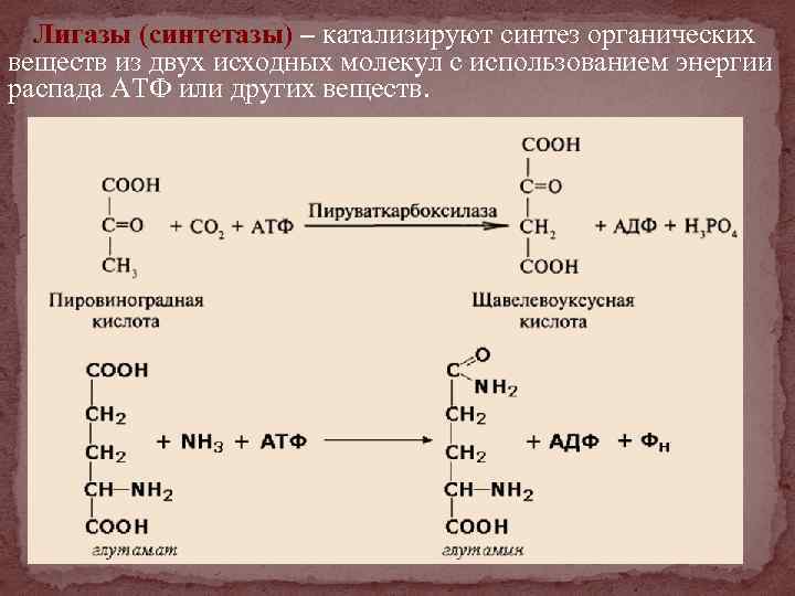 Лигазы (синтетазы) – катализируют синтез органических веществ из двух исходных молекул с использованием энергии