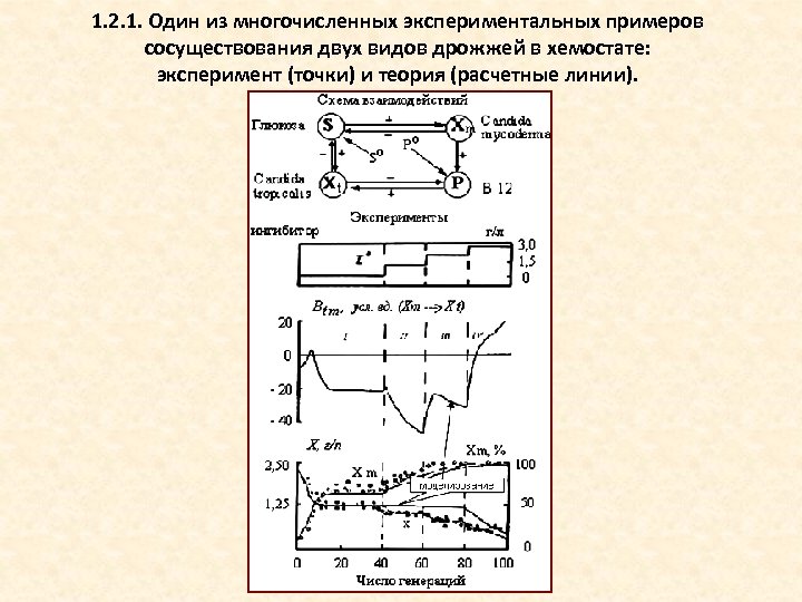 1. 2. 1. Один из многочисленных экспериментальных примеров сосуществования двух видов дрожжей в хемостате: