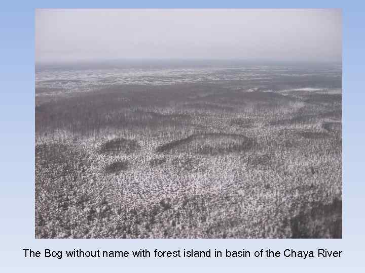 The Bog without name with forest island in basin of the Chaya River 
